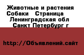 Животные и растения Собаки - Страница 10 . Ленинградская обл.,Санкт-Петербург г.